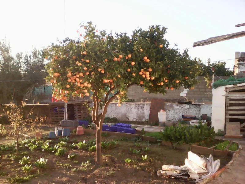 CEIP Francisco Ortiz López