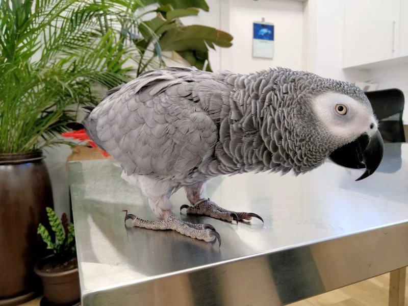 NAKURU Centro Veterinario