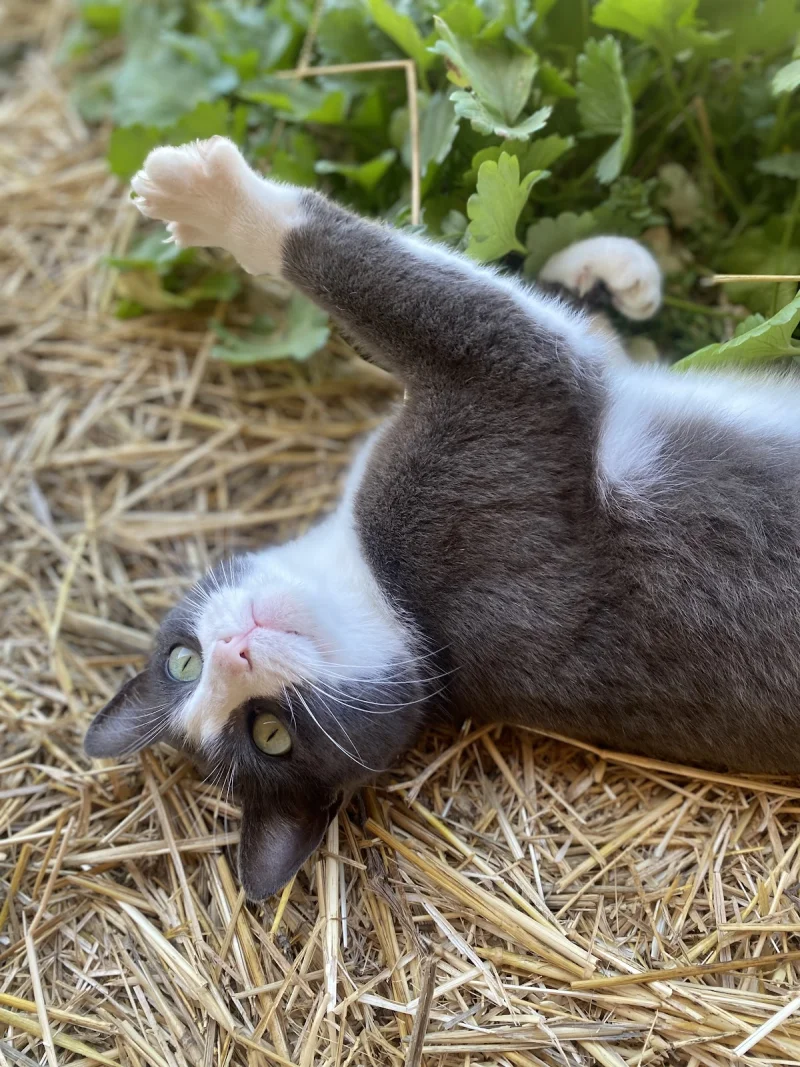 Veterinaria integrativa: Inmaculada Bendala Tamayo (homeopatía)
