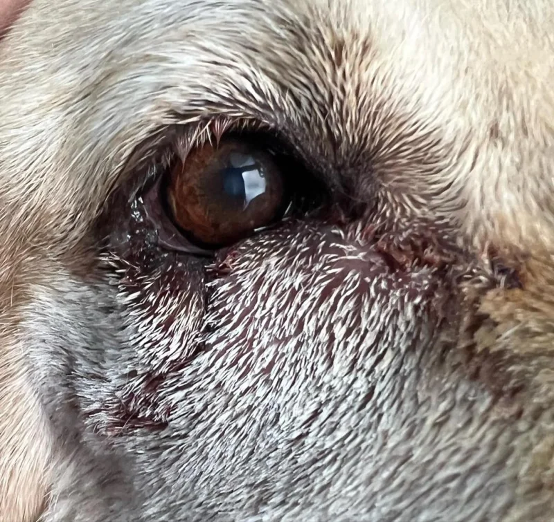 Raquel Mejías Oftalmología Veterinaria